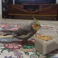 عروس هلندی نر سخنگو|پرنده|قدس, شهر‌قدس|دیوار