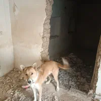 سگ نر،|سگ|سنندج, |دیوار