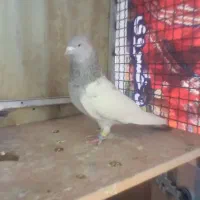 کفتر فروشی|پرنده|شیروان (خراسان), |دیوار