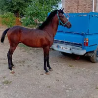 کره اسب