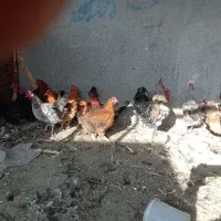 مرغ و خروس محلی