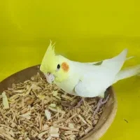 جوجه عروس سرلاکی راهب گرینچیک کوتوله|پرنده|قم, شهرک قدس|دیوار