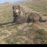 واگذاری سگ سراب|سگ|شازند, |دیوار