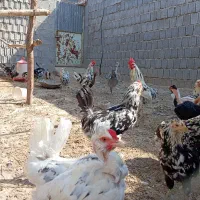 مرغ و خروس گلین
