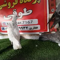 کبوتر ساعتی پرشی|پرنده|رامیان, |دیوار