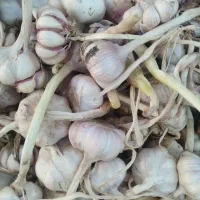 سیر پارس آباد 2تن 60تومن