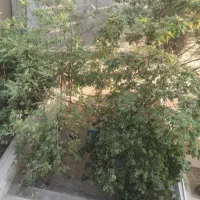 سعادت-آباد-بالای-کاج-200-متر-سه-خوابه-تک-واحدی
