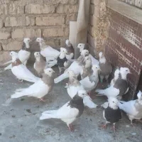 طوقی کرمانشاهی