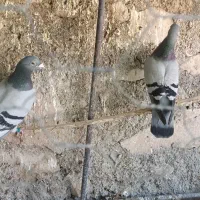 فروش دو جفت کبوتر فقط معاوضه