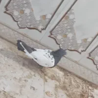 سینه سیاه و کله دم‌سیاه صفت هردو نر