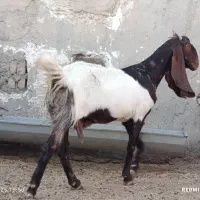 تکشاد گلابی اصل با پلنگی و کاموری|حیوانات مزرعه|هامون, |دیوار