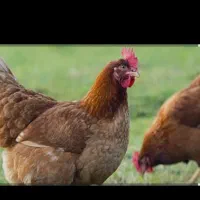 تعدادی مرغ تخمگذار  به شرط تخمگزاری