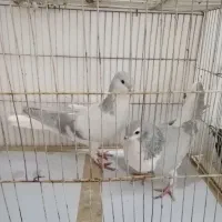 کبوتر اس