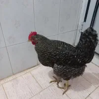 مرغ گلباقالی(کوکو) سنگین وزن و مرغ لری با جوجه