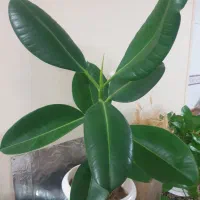 گل  با گلدون