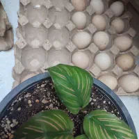 فروش فوری تخم نطفه دار لاری