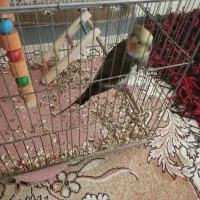 عروس هلندی نر