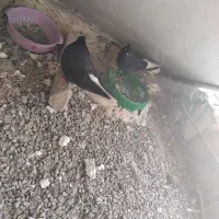 دم اسبی