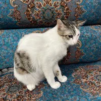 واگذاری گربه|گربه|بابل, |دیوار