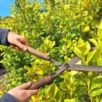 کارگر دائم باغبانی