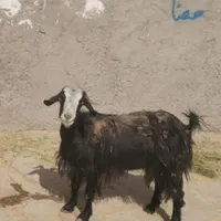 بز گم شده