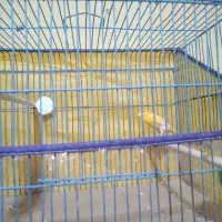 قناری زعفرونی|پرنده|بندرعباس, |دیوار