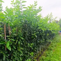 انواع نهال مرکبات وسیاه ریشه موجوده|خدمات باغبانی و درختکاری|قائمشهر, |دیوار