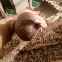 کبوتر|پرنده|ایلام, |دیوار