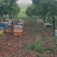 زنبور عسل