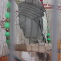 یک جفت توطی عروس بالغ به همراه قفس