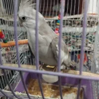 عروس هلندی نر سخنگو  وایت فیس ابلغ