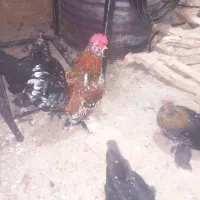 تخم یوسل وخروس تزیینی|حیوانات مزرعه|قم, بیانی|دیوار