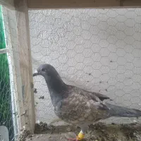 قره طاوسی|پرنده|مه ولات, |دیوار