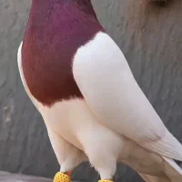 کفتر شازده قرمزی باش