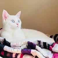 گربه پرشین اسکاتیش ماده|گربه|رشت, جهاد|دیوار