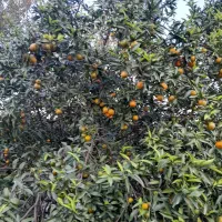 فروش نارنگی انشوونارنگی یافا|خوردنی و آشامیدنی|مرزیکلا, |دیوار