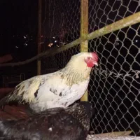 خروس محلی|حیوانات مزرعه|اطاقور, |دیوار