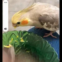 دو جفت عروس هلندی فوری