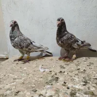 ۶تا نر دورگ