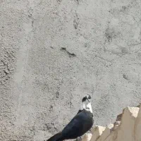 مخمل نر|پرنده|شبانکاره, |دیوار