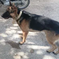 سگ ژرمن شپرد