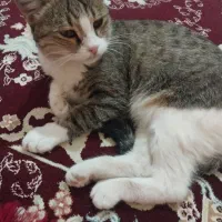 گربه آروم و عقیم شده رایگان|گربه|ارومیه, |دیوار