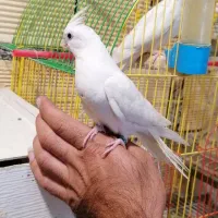 عروسک البینو