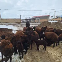 ۲۳عدد میش قزل افشار جفت ۱۵۰کیلو