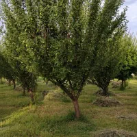 باغ-در-روستای-یارعزیز