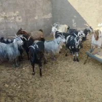 17راس بزفروشی