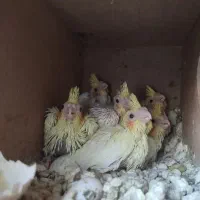 تعدادی جوجه عروس لوتینو