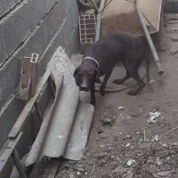 سگ دنبلانی|سگ|صادق آباد, |دیوار