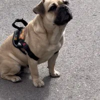 سگ نژاد پاگ