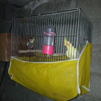 عروس هلندی